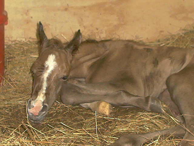 Just a half hour old