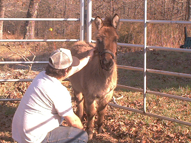Dunkey gets some pettin' not too sure about humans yet. In his winter woolies a soft tan, summer pj's are a dark deep brown, almost black.