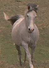 Princess of the pasture.