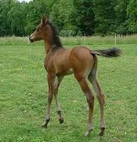 Kourage is a gentle soul and is very kind and considerate of his humans.