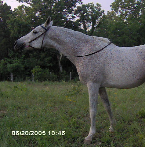 Maggie pregnant with Synbad