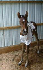 2 days old, such a cutie!