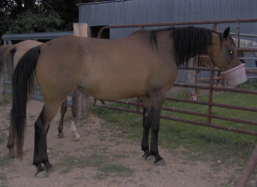 Loves her feed bucket! She smacks her lips, it's too cute!....smack- smack, smack-smack