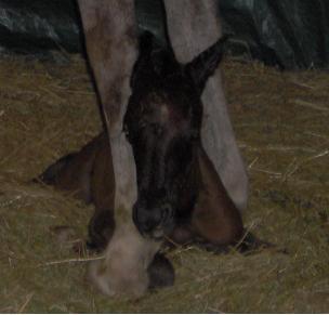 Just born and all wet, Maggie is a good mamma!!