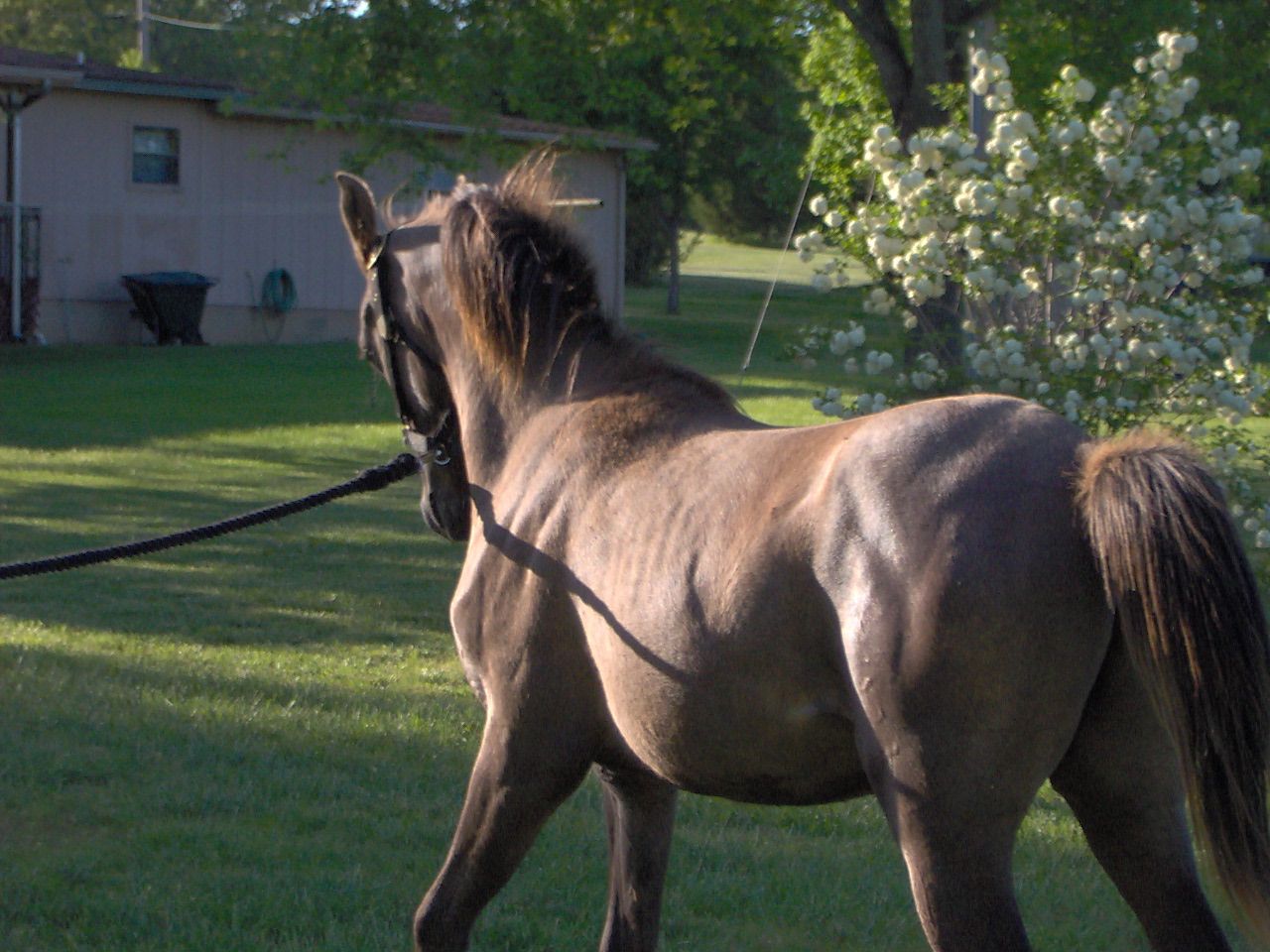 "The pony on the rope goes round and round.............."