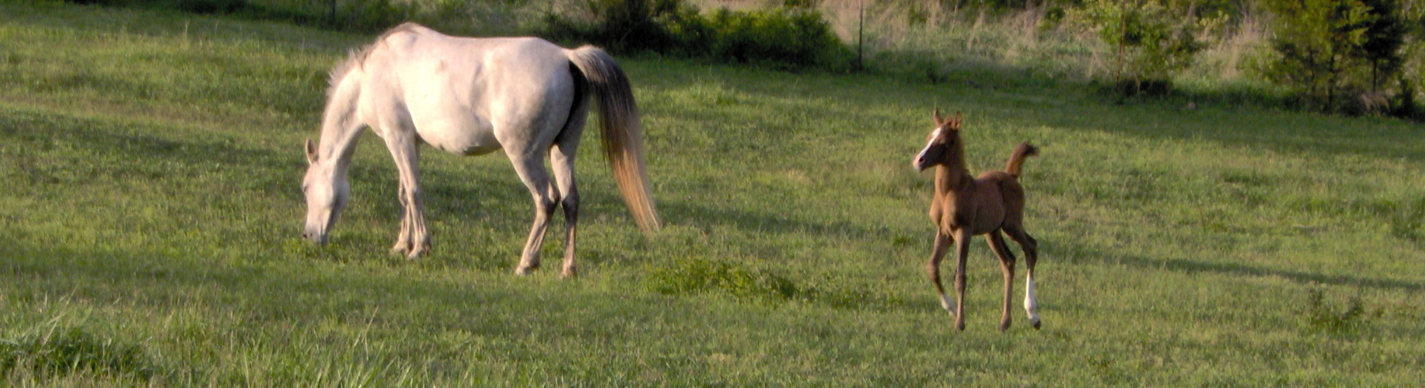 LWS Bahir Shawarh and her 2005 foal, SNJ Galaal Shareef