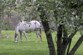 Shar, in the backyard, the morning before she foaled.