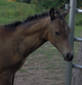 Beautiful head for a boy!!