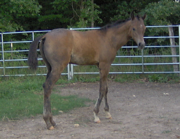 7/16/06&nbsp; Almost 3 months old..........tomarrow! 