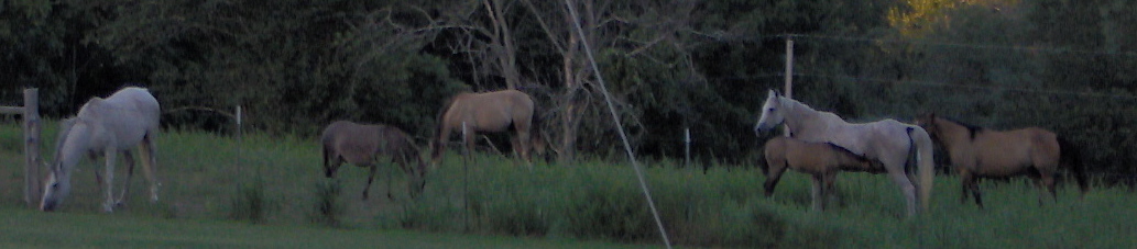 Dunkey happy with his job in his herd.