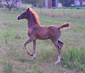 The best of both worlds, gentle enough for family and bold enough for the show ring.