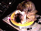 BEWARE OF THE SPINNING KITTY AND ALL ELSE THAT MAY SURPRISE YOU... wah ha ha ha!!!
