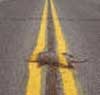 ROAD KILL