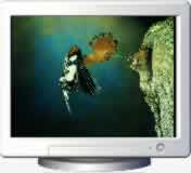Download Birds Screen Saver
