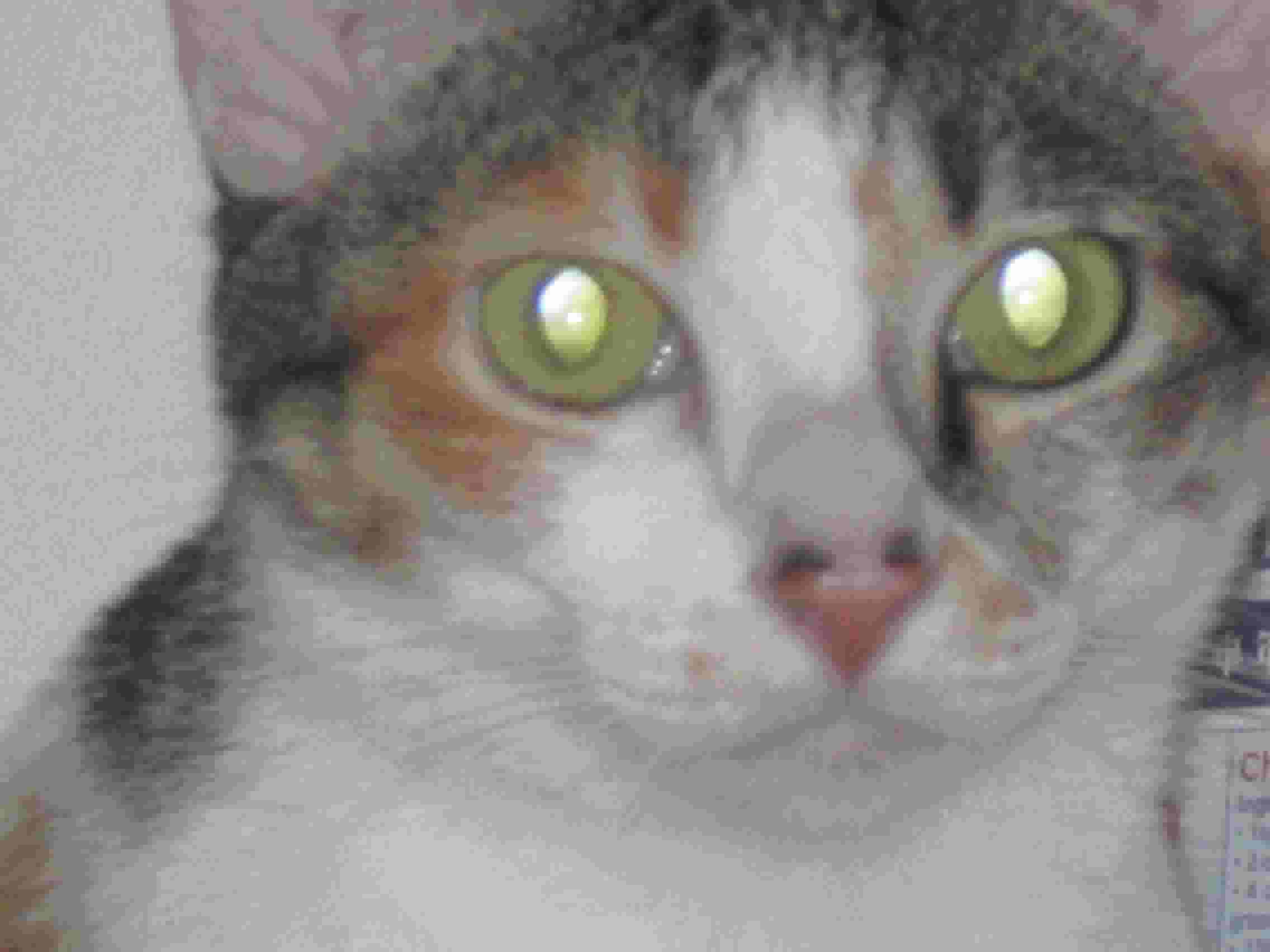 Meow Meow