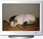 Download Exotic Pets Screen Saver