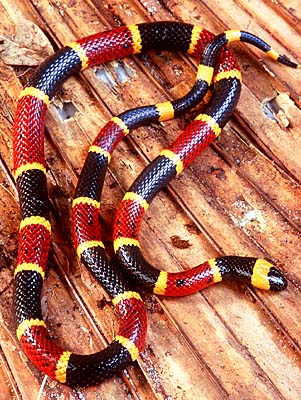Easterncoralsnake