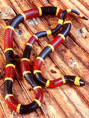 Eastern Coral Snake