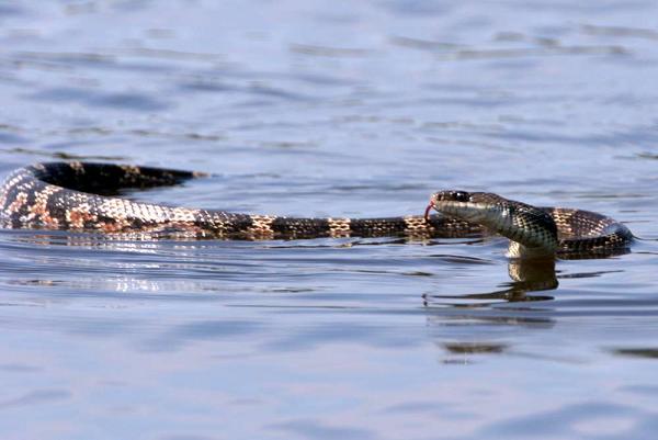 Picture by Frank Dutton, Toledo Bend Res.