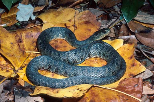 Green Water Snake