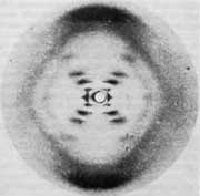 ADN tipo B (hidratado) clar�sima evidencia de la doble h�lice