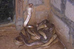 cobra