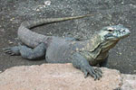 komodo