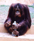 orang utan