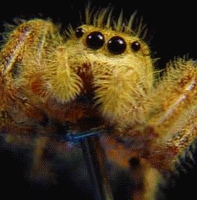 Spinning Jumping Spider