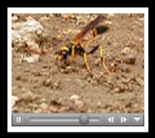 Muddauber Movie
