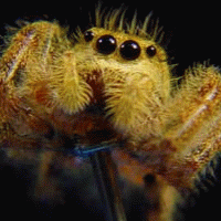 Spinning Spiders!