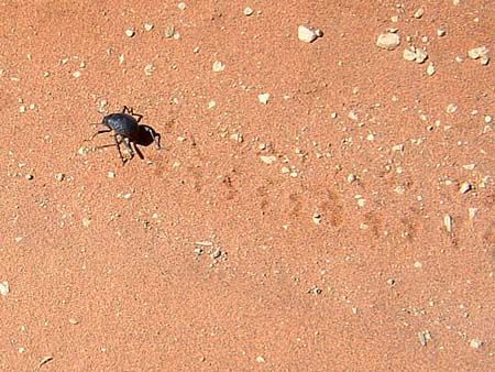 Namib028