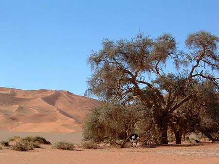 Namib054