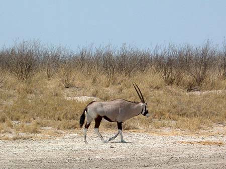 Namib091