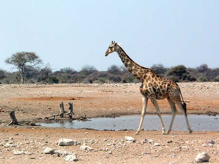 Namib098