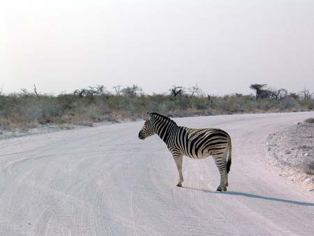 Namib106