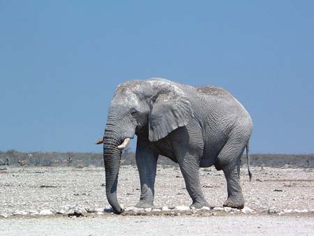 Namib115