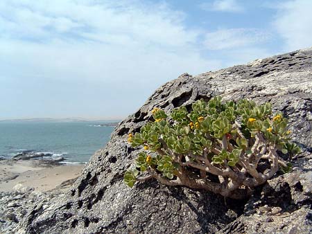 Namib191