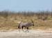 Etosha