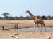 Etosha