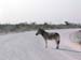 Etosha