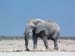 Etosha