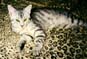 Katze