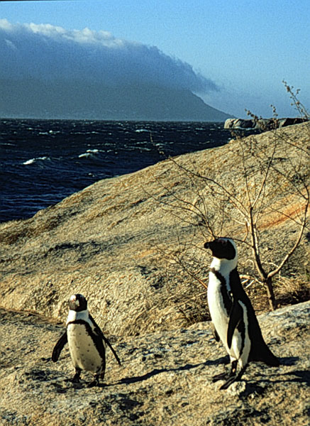 Penguin