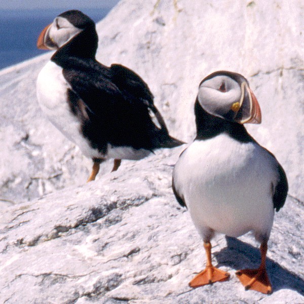 Papageientaucher