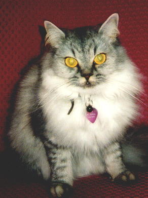 "Kitsy" cat
