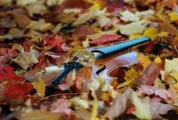 inspiration in autumn