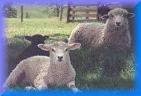baaa'aah baaa'aah