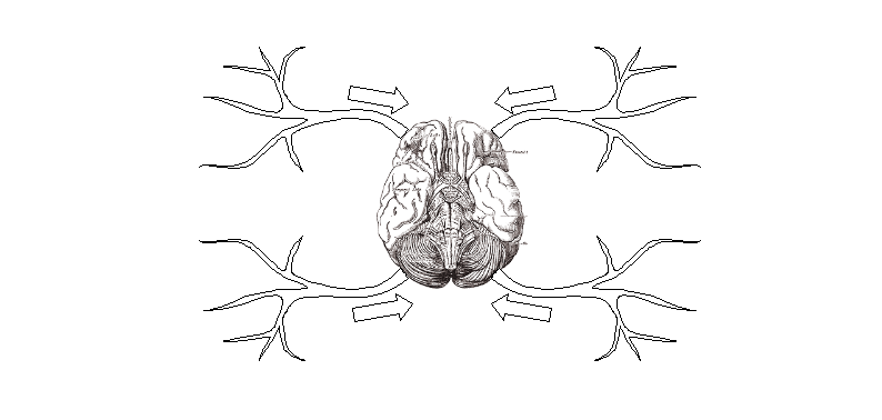 brain.png
