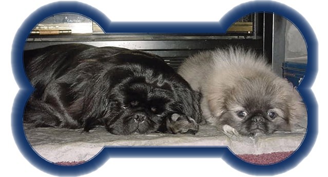another quality 
FOREVER MY FURBABY website